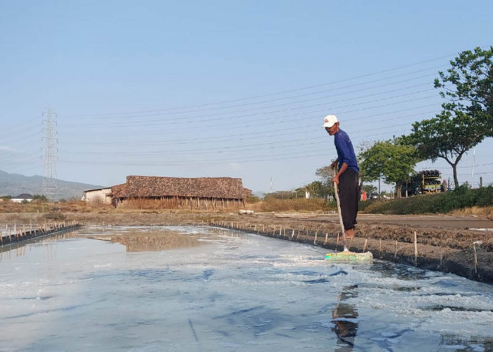 Dilema Petani Garam Rembang: Produksi Naik, Harga Terjun Bebas