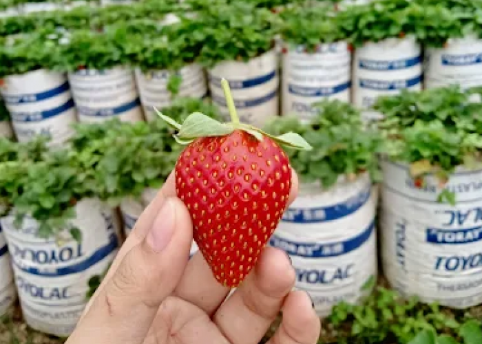 6 Wisata Petik Buah Murah di Semarang, dari Strawberry sampai Jeruk Ada di Sini