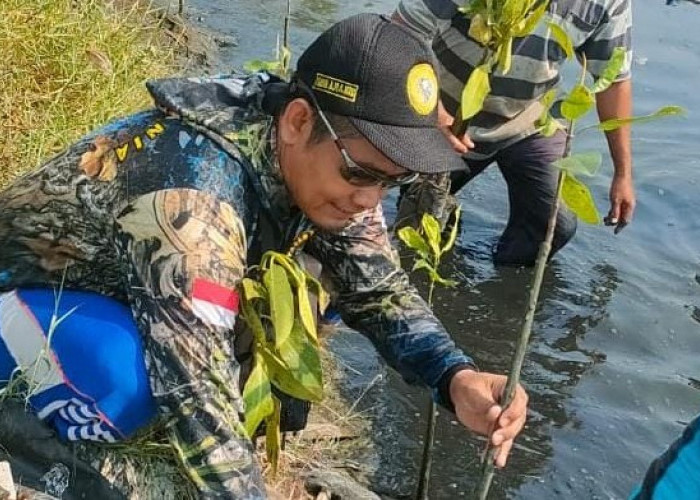1.500 Bibit Mangrove Ditanam di Kabupaten Tegal, Tangkal Abrasi di Pantura Dampyak yang Kian Ganas