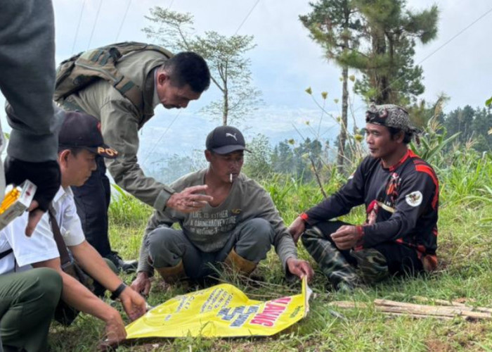 Baru Ditanam, Tanaman di Brebes Dirusak Oknum, Kepala DLHPS : Kami Prihatin