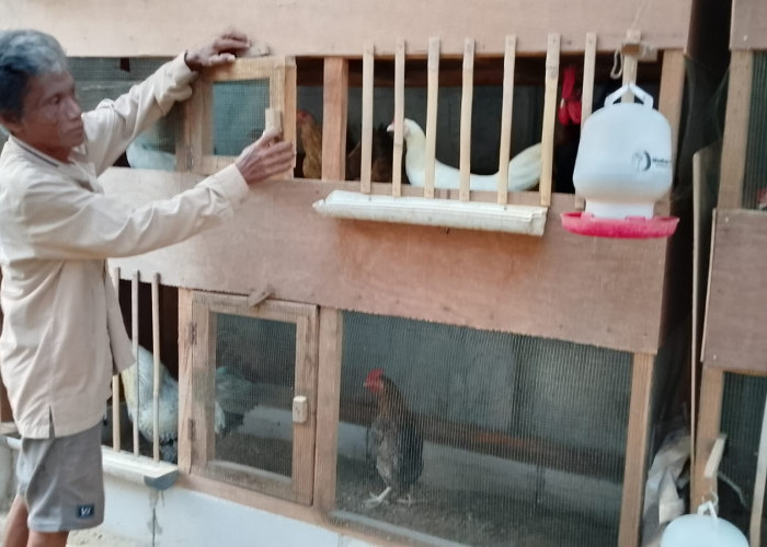 Peternak Ayam Keluhkan Pemadaman Listrik di Brebes, Gangguan Proses Penetasan Telor