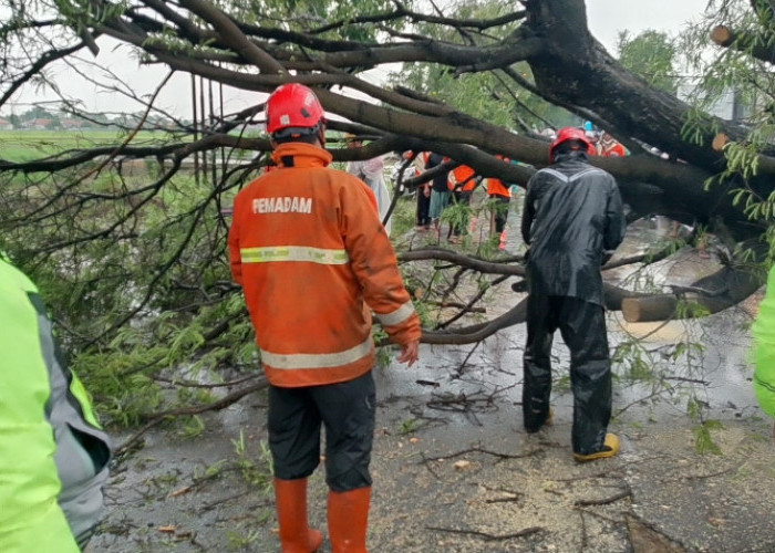 Diterjang Hujan dan Angin, Sejumlah Pohon di Brebes Tumbang, Salah Satunya Menimpa Truk LPG