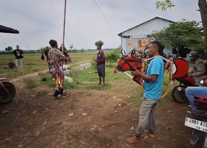 Cara Unik Petani di Bulusari Usir Hama Tikus di Lahan Persawahan dengan Jaran Lumping