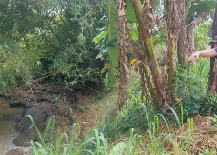 Butuh Bronjong! Puluhan Hektare Sawah di Pagerbarang Tegal Terancam Hilang Karena Tergerus Sungai Krupak  