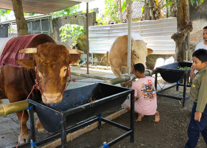 Sapi Kurban Jumbo 1,3 Ton Tumbang, Jagal Profesional Banyumas Beraksi di Adiwerna Tegal