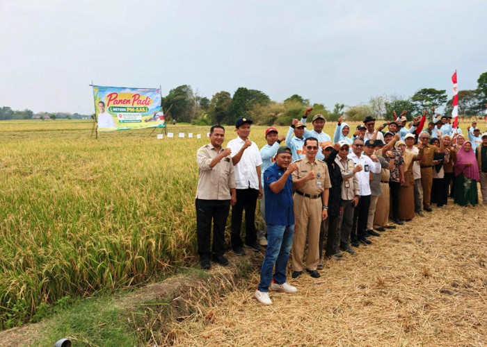 Hasil Panen Padi Tegal Melonjak! Metode Pertanian Modern PM-AAS Tembus 12 Ton per Hektar
