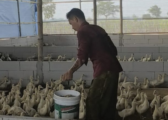 1.045 Bebek Peking Dipanen dan Disuplai ke Dapur MBG, Hasil Pengelolaan Sampah SPPG di Brebes