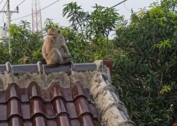 Pertanda Apa Ini? Kawanan Monyet Teror Warga Desa Srengseng Tegal Sejak Sepekan Terakhir