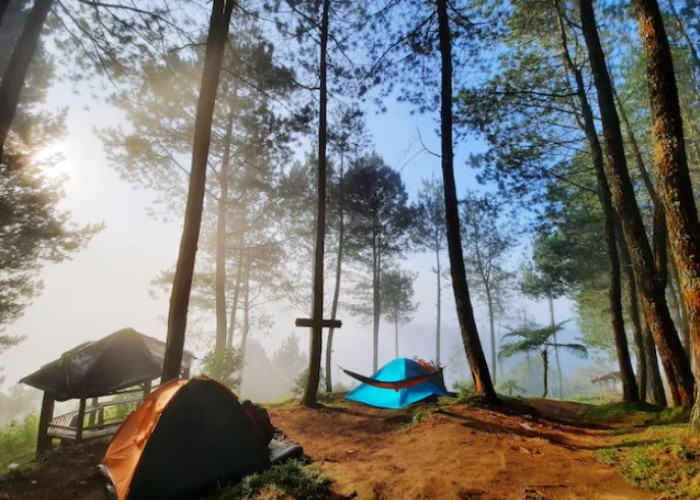 5 Tempat Camping Area Hutan Pinus di Jawa Tengah, Adem dan Asri