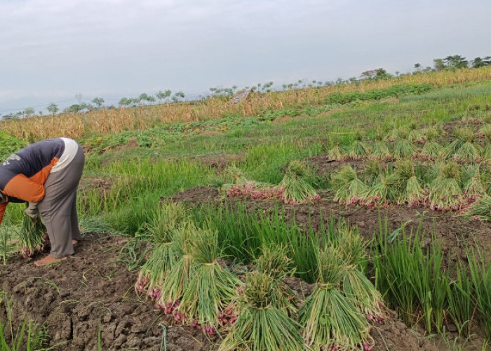 Lahan Panen Berkurang, Harga Bawang Merah di Brebes Naik