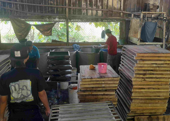 Harga Kedelai Naik, Pengusaha Tahu di Pemalang Kebingungan Cari Untung
