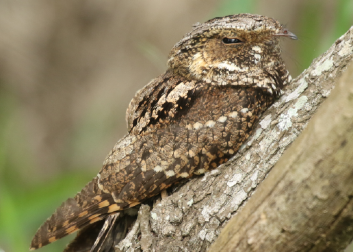 Bongkar Fakta Mitos Burung Berkicau Menjelang Maghrib, Bertanda Kematian?