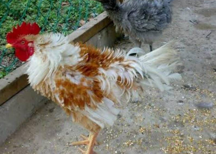 Mitos Ayam Walik untuk Ritual, si Keriting yang Tidak Hanya untuk Hiasan Saja 