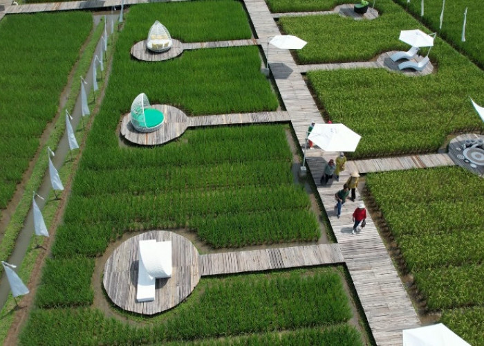 5 Tempat Rekreasi Instagramable View Sawah di Jawa Tengah