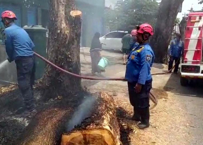 Kebakaran Alang-Alang di Trayeman Slawi Buat Warga Panik dan Nyaris Lalap Gedung MWC NU 