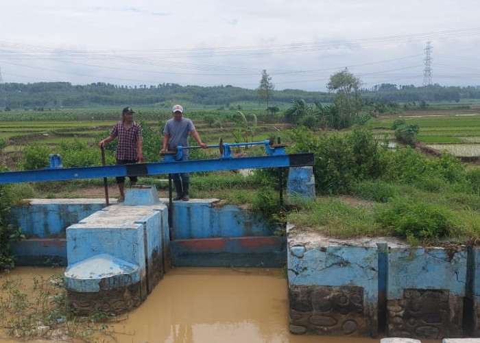  Saluran Irigasi di Pantura Kabupaten Tegal Dangkal, Petani Kerap Gagal Panen Karena Air Tak Lancar