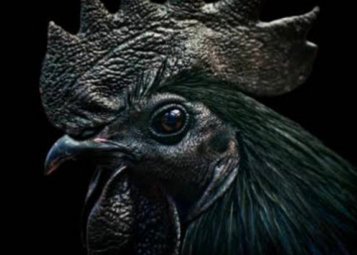 Mitos Ayam Hitam yang Sering Digunakan dalam Ritual, Begini Faktanya