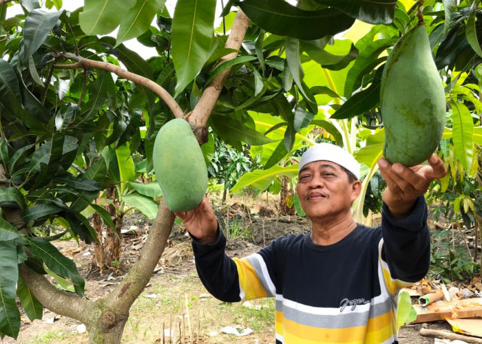 Gagas Wisata Baru, Kades Bangun Taman Buah di Perbatasan Tegal
