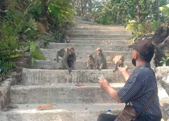 Mencari Makanan, Ratusan Monyet Turun ke Pemukiman Warga