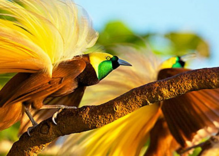 7 Fakta Menarik Burung Cenderawasih, Menjadi Simbol Papua