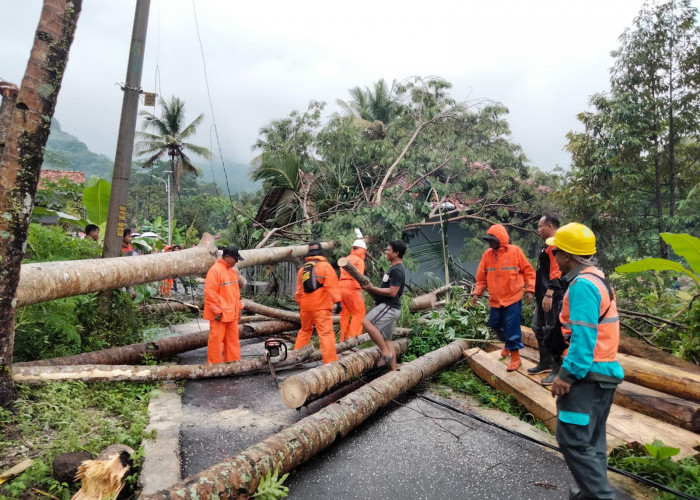 Pohon Balsia, Nangka dan Kelapa Kompak Roboh Diterjang Angin Kencang, Rusak 5 Bangunan di Brebes