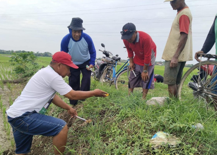 Hama Tikus Serang Lahan Pertanian di Kabupaten Tegal, Padi Terancam Gagal Panen 