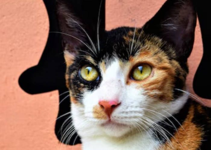 7 Mitos Kucing Warna Belang Tiga yang Sering Dikaitkan dengan Hal Spiritual, Percaya?
