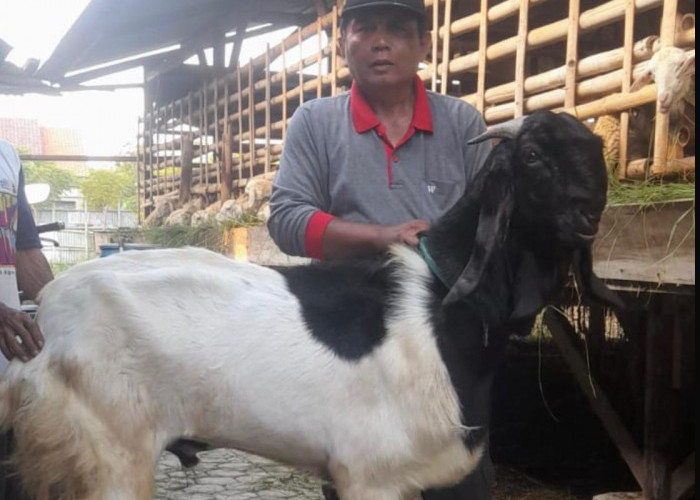 Jelang Idul Adha, Peternak di Brebes Mulai Kebanjiran Order