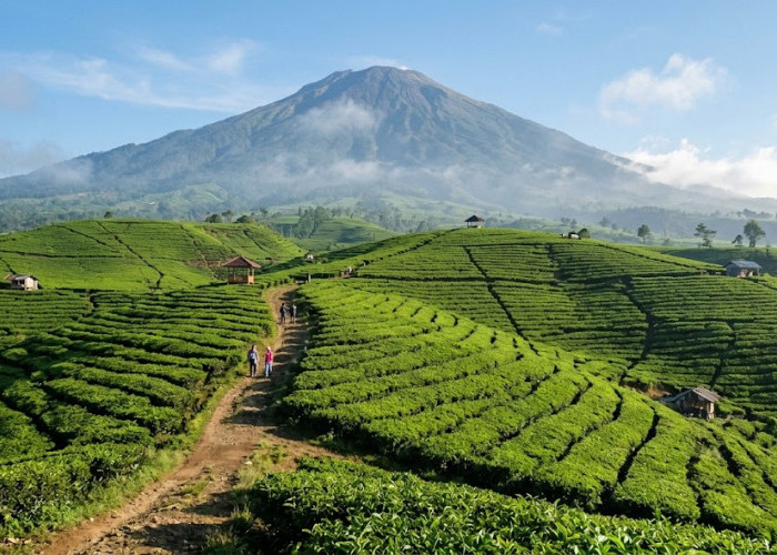 4 Rekomendasi Wisata Brebes: Pantai, Kebun Teh atau Mangrove, Mana yang Cocok untuk Liburan Keluarga?