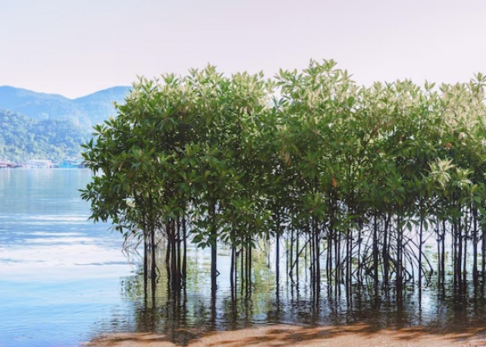 4 Wisata Mangrove di Jawa Tengah Buat Edukasi sambil Jalan-jalan