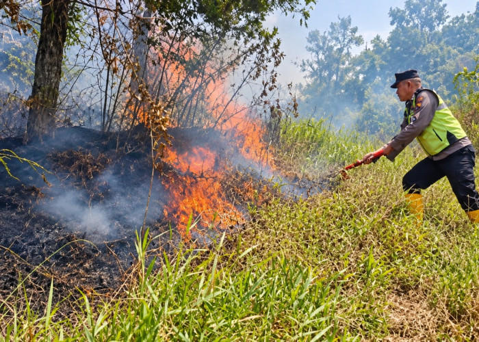 Api di Hutan Pinus Gunung Anjing Tegal Padam Usai Tim Gabungan Turun Tangan