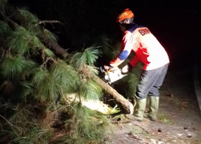 Empat Pohon Tumbang Akibat Angin Kencang di Brebes