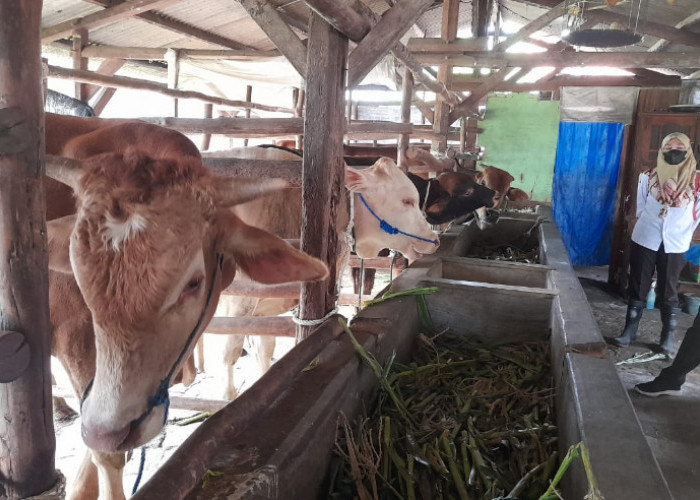 Awal Tahun, 106 Sapi di Brebes Suspek Penyakit Mulut dan Kuku