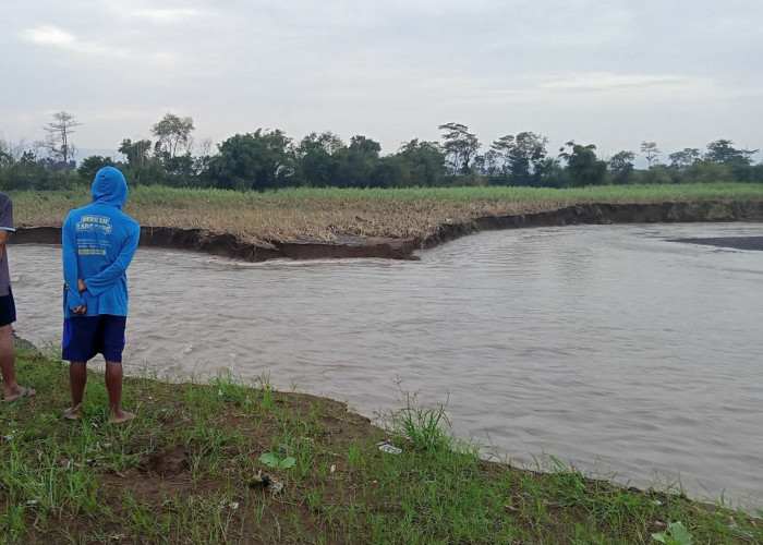 Bibir Sungai Comal di Ampelgading Pemalang Jebol, 20 Hektare Sawah Warga Terdampak