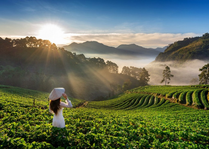 5 Aktivitas Seru Agrowisata di Kaligua Brebes, Yuk Catat!