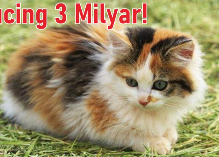 Mitos Kucing Belang 3, Dianggap Sebagai Hewan Istimewa yang Membawa Keberuntungan Bagi Pemiliknya