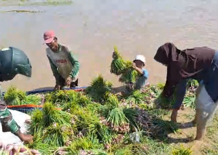 875 Hektare Lahan Padi di Brebes Terendam Banjir, 20 Ha Alami Gagal Panen