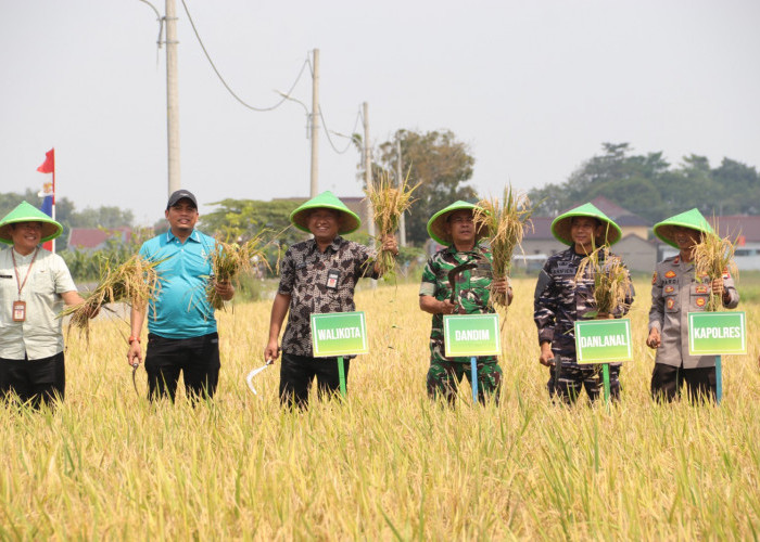 Dukung Asta Cita, Pemkot Tegal Panen Demplot Padi Organik