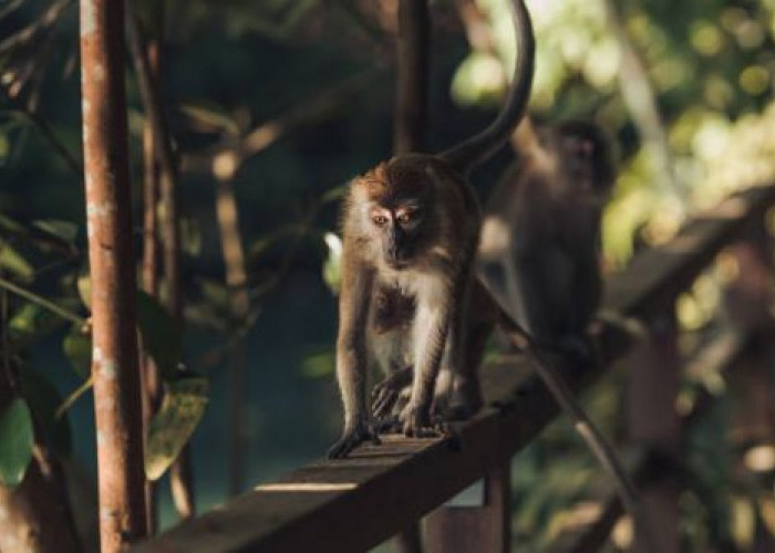 Cerita Makam Ngujang Tulungagung yang Konon Dijadikan Sebagai Tempat Pesugihan Monyet, Begini Faktanya!