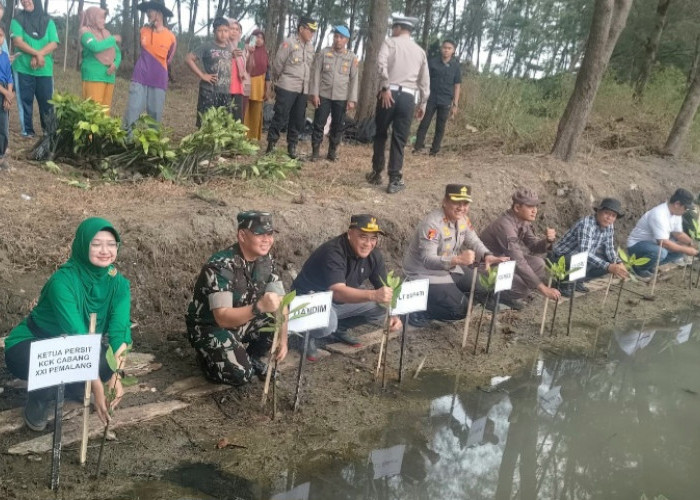 Perkuat Perlindungan dari Abrasi dan Rob, Kampung Pesisir Nyamplungsari di Pemalang Ditanami Mangrove