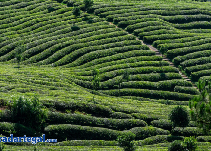 Staycation Seru di Tengah Kebun Teh Slawi, Siap-siap Susah Move On!
