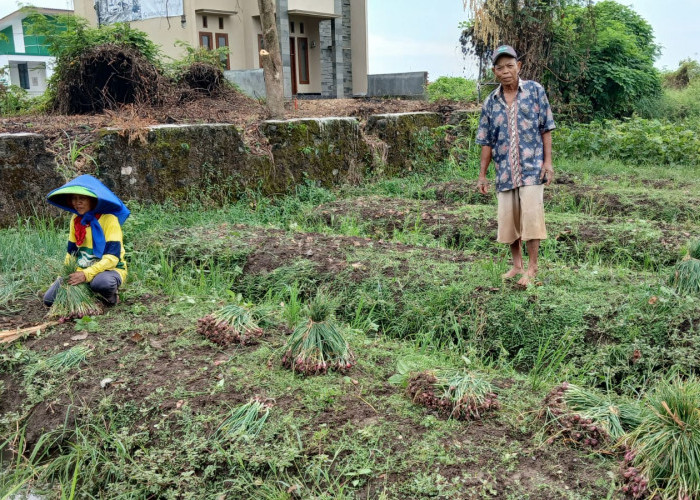 Bawang Merah Siap Panen Dicuri, Petani di Brebes Merugi Jelang Masa Panen