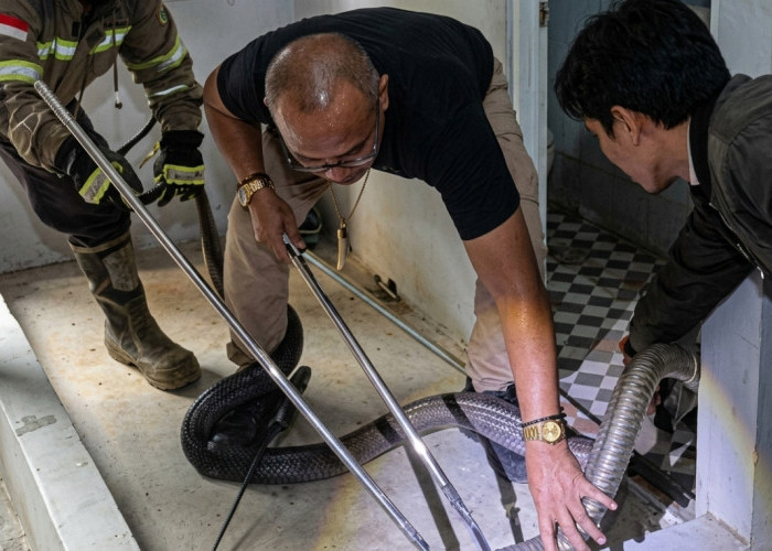 King Cobra 3,5 Meter Teror Warga Purworejo, Masuk ke Area Kandang dan Kamar Mandi
