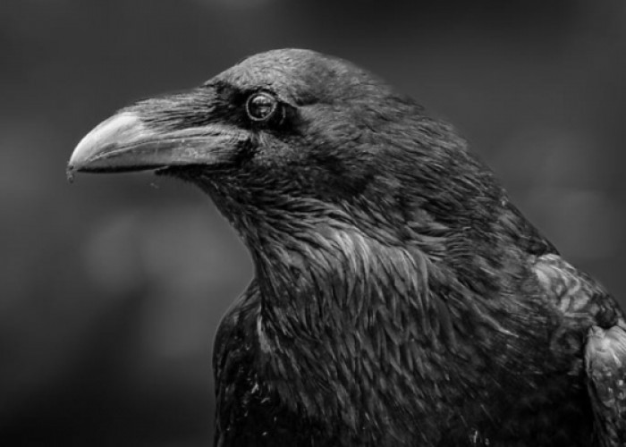 Mengungkap Mitos Burung Gagak di Atas Rumah, Benarkah Membawa Pesan Kematian? Cek Faktanya