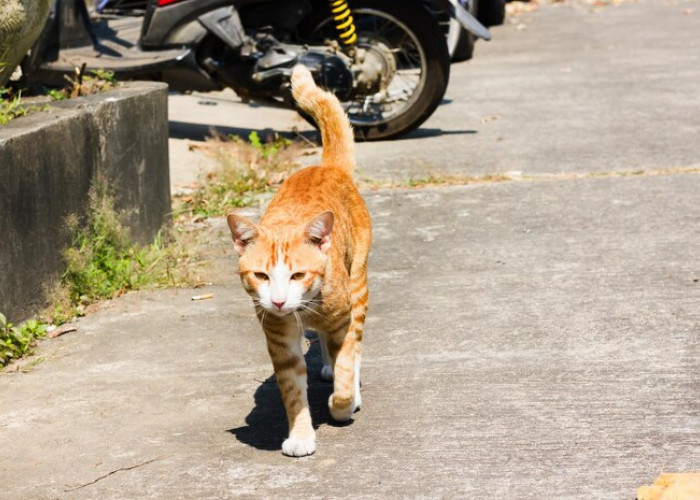 Ternyata Ini Alasan Mitos Menabrak Kucing Bisa Bawa Sial