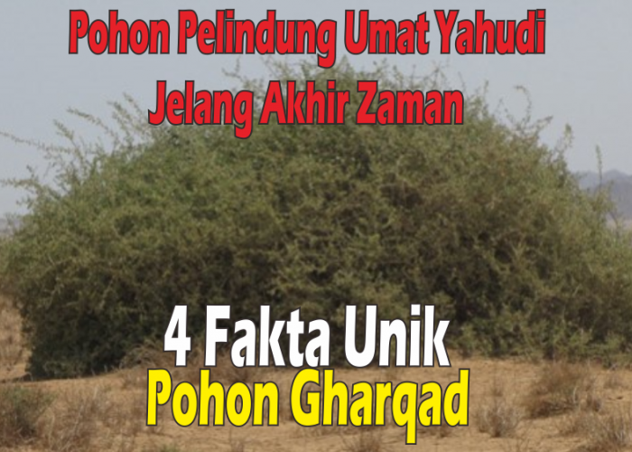 4 Fakta Mencengangkan Pohon Gharqad, Pohon Pelindung Umat Yahudi saat Perang Besar Akhir Zaman
