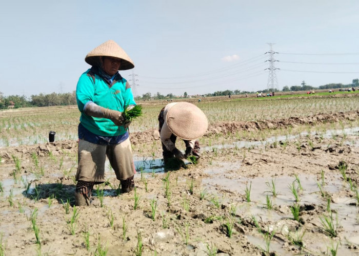 Musim Kemarau, Poktan Maju Makmur Kabupaten Tegal Tetap Tanam Padi 