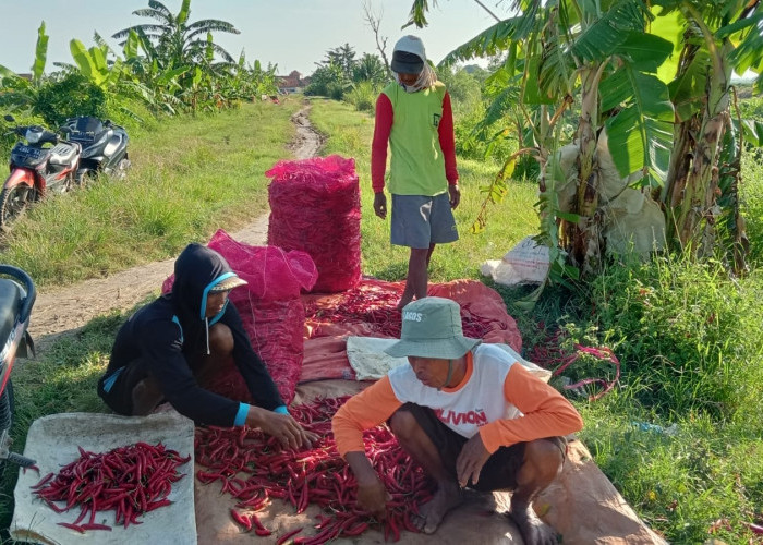 Cuma Rp5.000 per Kg, Harga Cabai Merah di Brebes Murah Meriah Bikin Petani Gundah