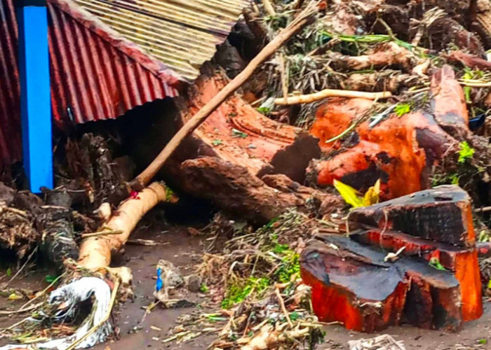 Banjir Brebes Selatan, Kayu Gelondongan Terbawa Arus Menumpuk di Desa