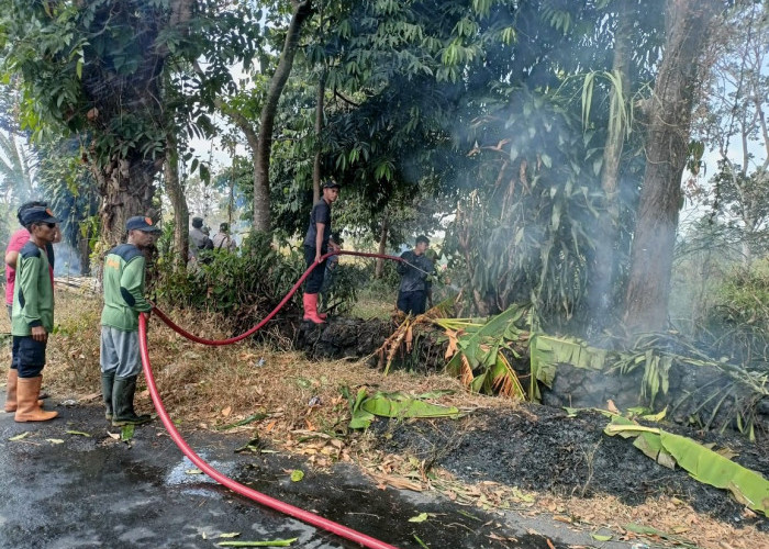 2 Hektar Kebun Nanas di Mandiraja Pemalang Ludes Terbakar